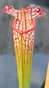 S. (purpurea x leucophylla) x 