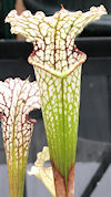S. leucophylla - MS L30A x 'A 