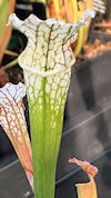 S. leucophylla - Very robust -