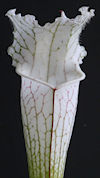 S. (leucophylla - 'Hurricane C