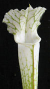 S. leucophylla - 'Hurricane Cr