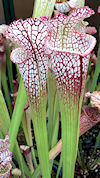 S. leucophylla - #84 x leucoph