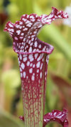 S. leucophylla - #84 x leucoph