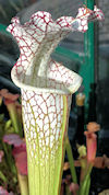 S. leucophylla - #84 x leucoph