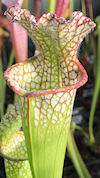 S. leucophylla - #84 x leucoph