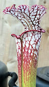 S. leucophylla - Red/pink tube