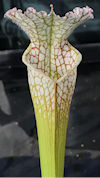 S. leucophylla - Red/pink tube
