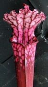 S. leucophylla - Red/pink tube
