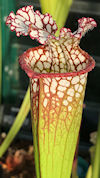 S. leucophylla - Red/pink tube