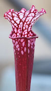 S. leucophylla - Red/pink tube