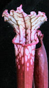 S. leucophylla - Red/pink tube