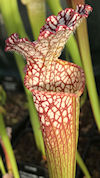 S. leucophylla - #84 x leucoph
