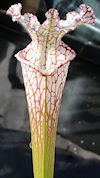 S. leucophylla - #84 x leucoph