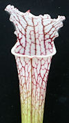 S. leucophylla var. alba - Bla
