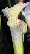 S. leucophylla - 'Hurricane Cr