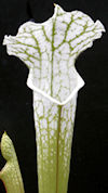 S. leucophylla - 'Hurricane Cr