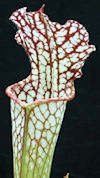 S. leucophylla - 'Hurricane Cr