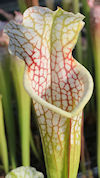 S. leucophylla - 'Hurricane Cr