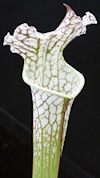 S. leucophylla - 'Hurricane Cr