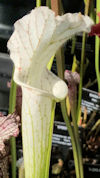 S. leucophylla var. alba - #15