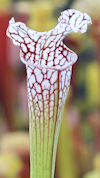 S. leucophylla - A1, red/white