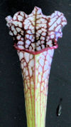 S. leucophylla - A1, red/white