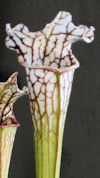 S. leucophylla - A1, red/white
