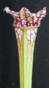S. leucophylla - A1, red/white