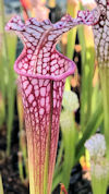 S. leucophylla - Big pink lip,