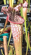 S. leucophylla - 
