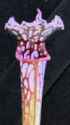 S. leucophylla - 
