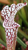 S. leucophylla - Purple and wh