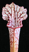 S. leucophylla - Purple and wh