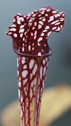 S. leucophylla - Purple and wh
