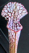 S. leucophylla - Purple and wh