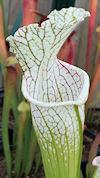 S. leucophylla - very red, wid