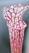 S. leucophylla - very red, wid
