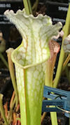 S. leucophylla - x1 - no Id, v