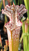 S. leucophylla - x1 - no Id, v