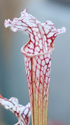 S. leucophylla - x1 - no Id, v