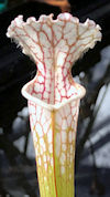 S. leucophylla - x1 - no Id, v