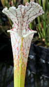 S. leucophylla - x1 - no Id, v