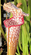 S. leucophylla - x1 - no Id, v