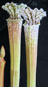 S. leucophylla - x1 - no Id, v