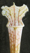 S. leucophylla - Citronelle - 