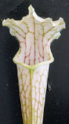 S. leucophylla - White top - C