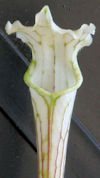S. leucophylla - White top - C