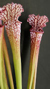 S. leucophylla - Red/white top