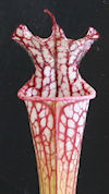 S. leucophylla - Red/white top
