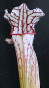 S. leucophylla - Very white, p